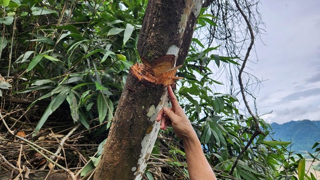 Công an vào cuộc vụ hàng nghìn mét vuông rừng tự nhiên bị chặt phá bất thường ở Thanh Hoá ảnh 2