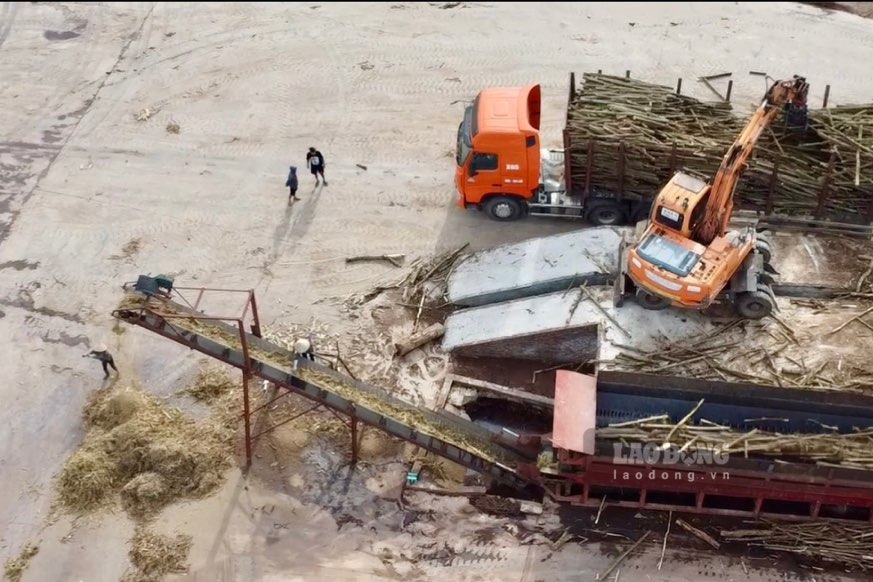 Những máy xúc đang gắp cây gỗ cho vào máy nghiền.