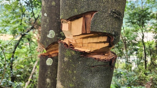 Công an vào cuộc vụ hàng nghìn mét vuông rừng tự nhiên bị chặt phá bất thường ở Thanh Hoá ảnh 1