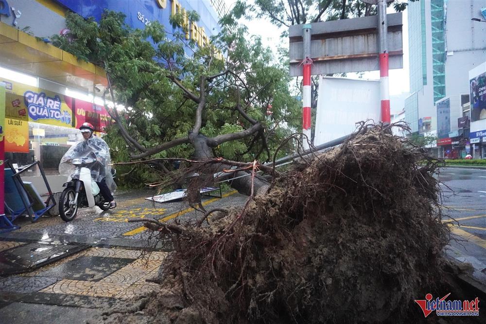 Bão Trà Mi áp sát, cây xanh đổ hàng loạt đè ô tô ở Đà Nẵng-2